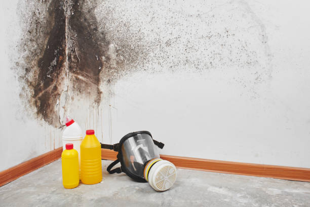 Chinchilla, PA Mold Removal Company