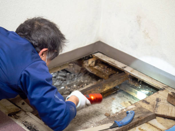 Best Best Mold Removal Companies  in Chinchilla, PA
