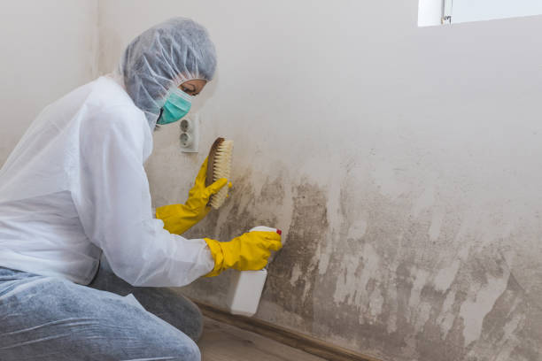 Best Same-Day Mold Removal  in Chinchilla, PA