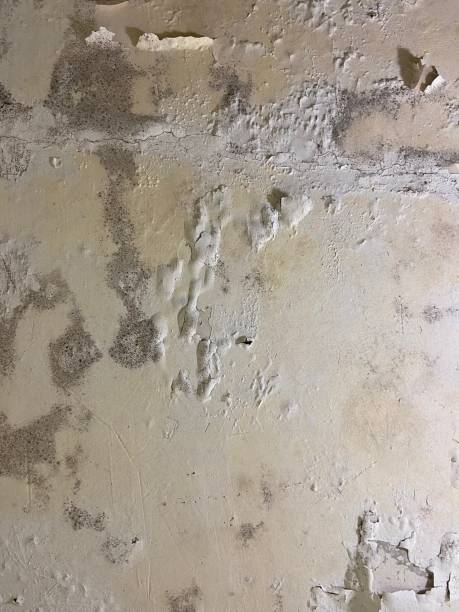 Best Professional Mold Removal  in Chinchilla, PA