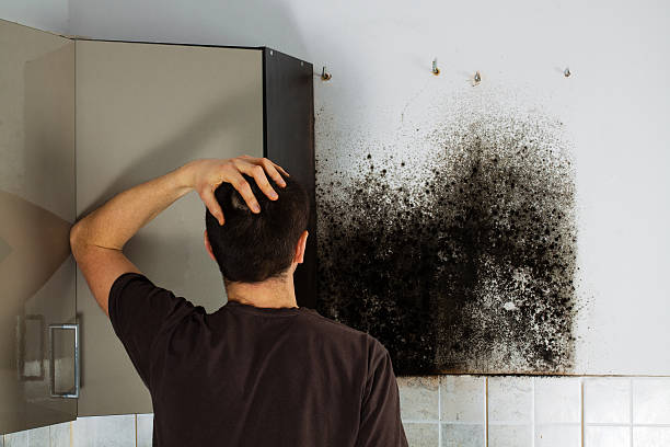 Best Mold Testing  in Chinchilla, PA