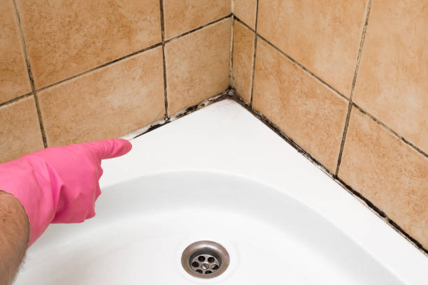 Best Mold Damage Repair  in Chinchilla, PA